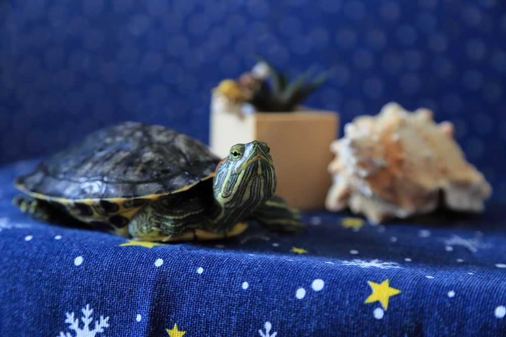 Воспоминания о море