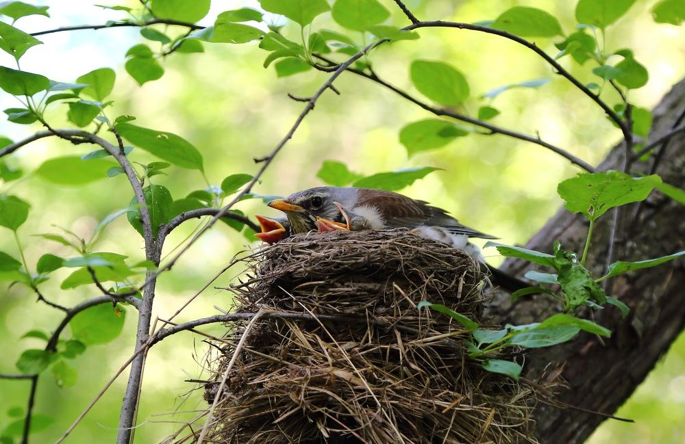 Голодные птенцы