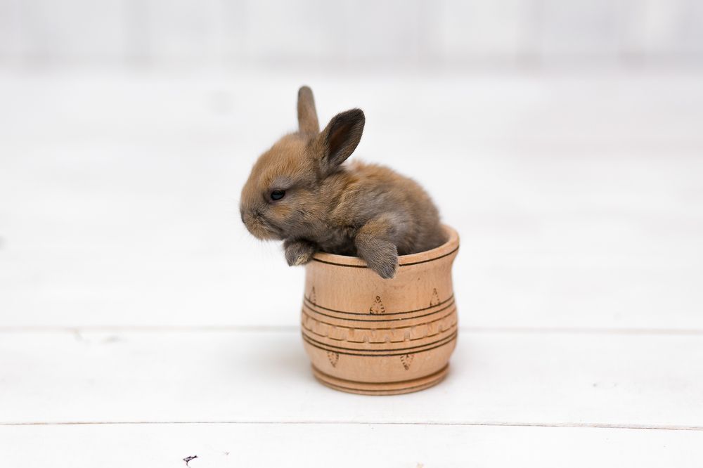 Photograph by Ольга Саламахо