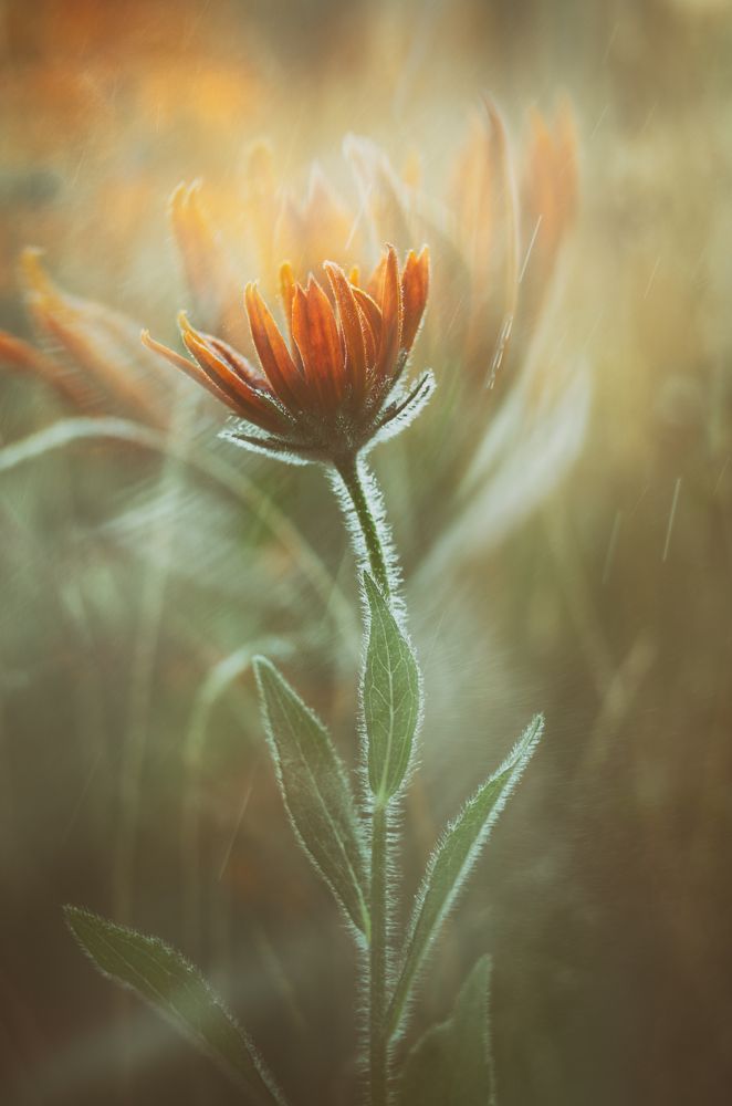 Аленький цветочек рудбекия.