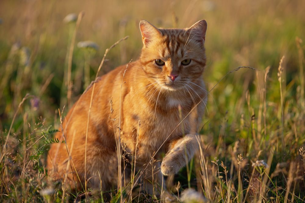 Photograph by Kovaleva Irina