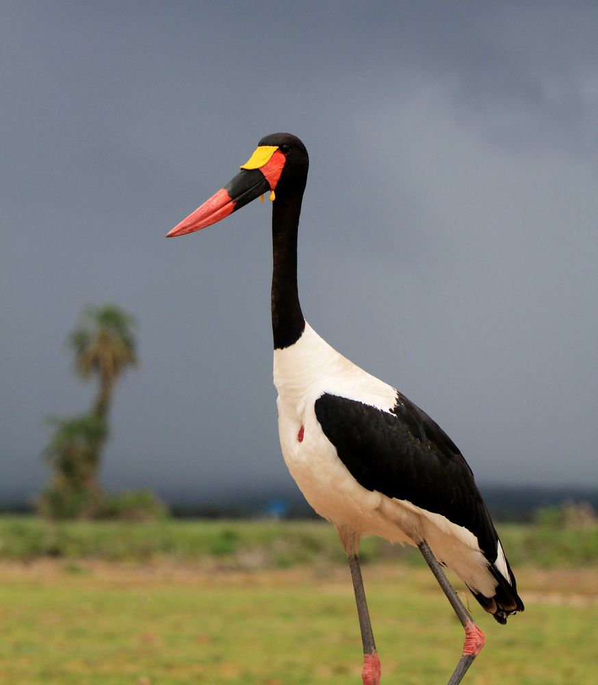 Photograph by bharath kumar