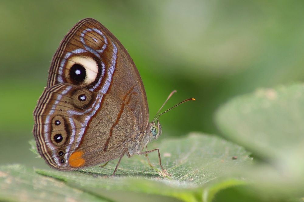 Фотография автора Darshan M. Trivedi