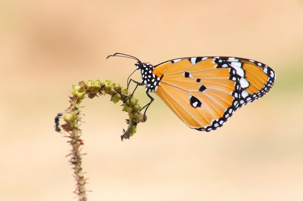 Фотография автора Darshan M. Trivedi