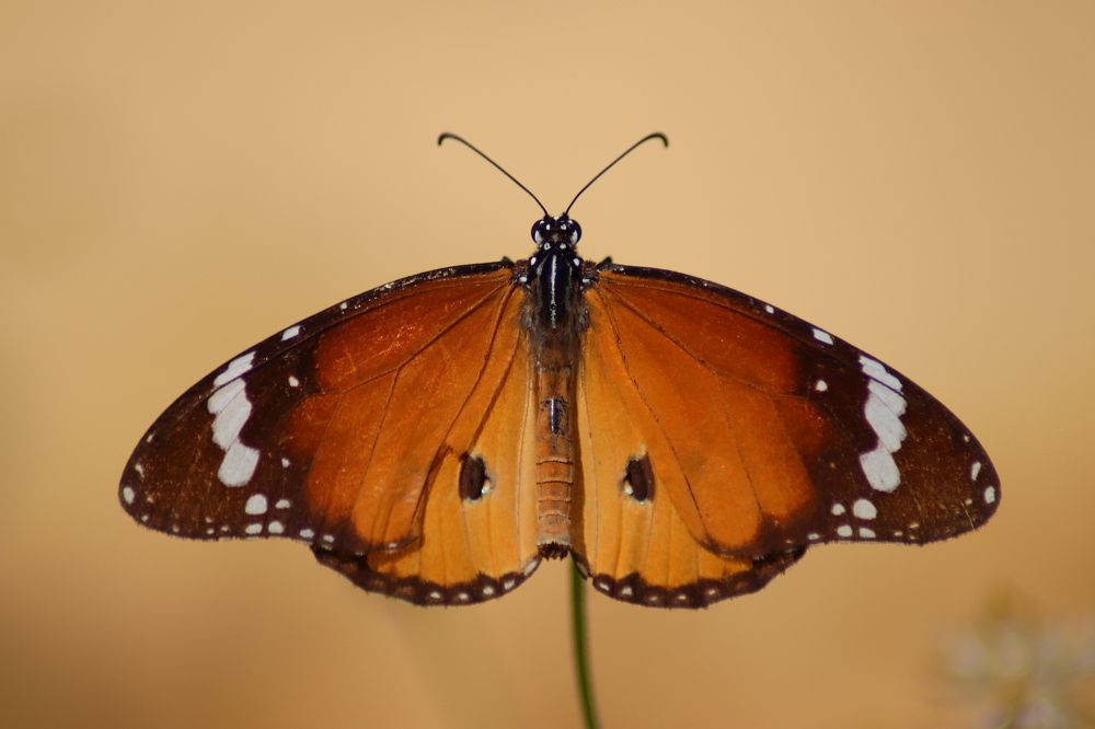 Фотография автора Darshan M. Trivedi