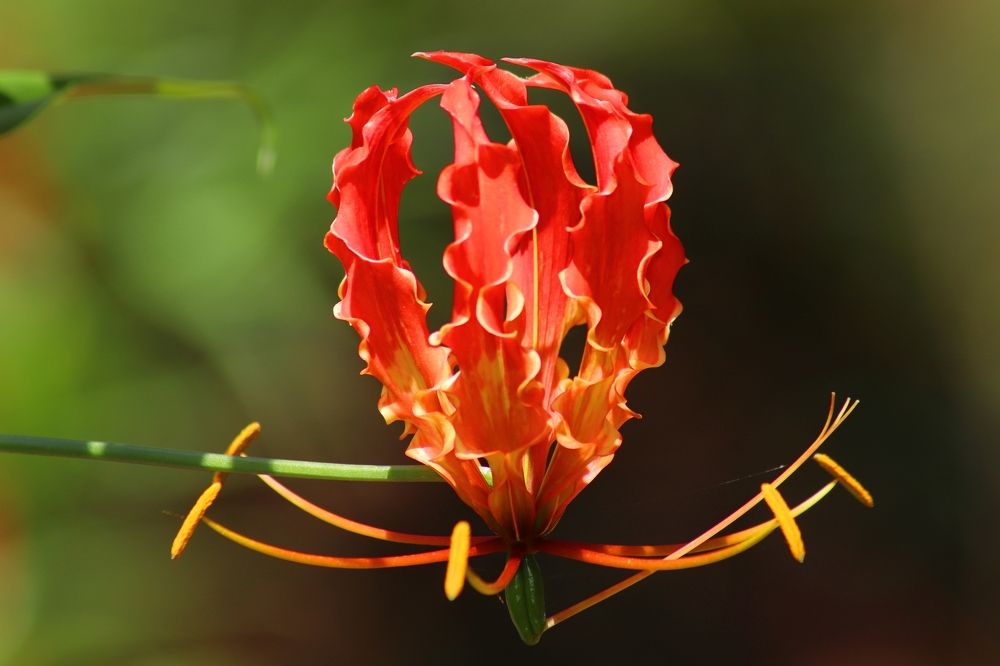 Фотография автора Darshan M. Trivedi