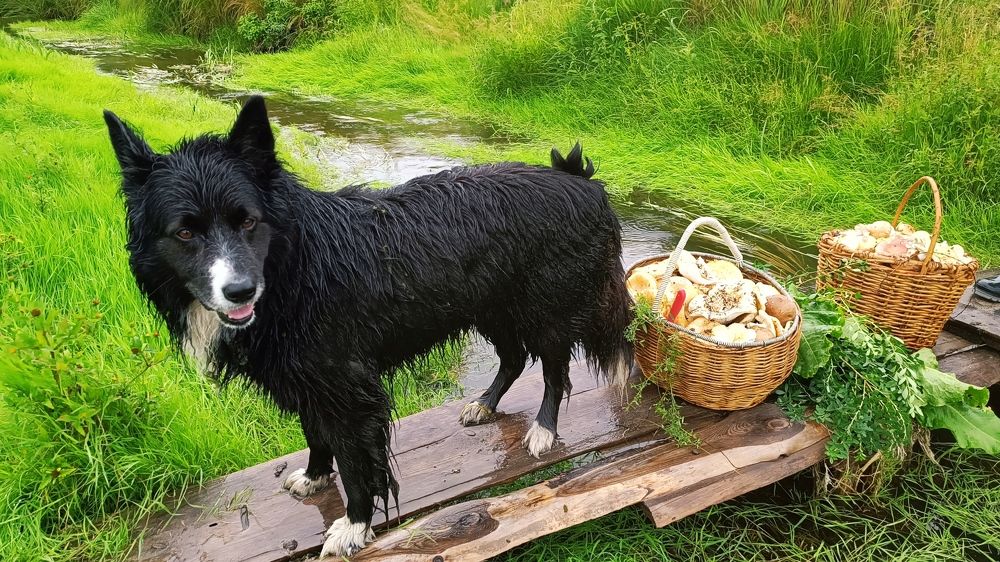 Ух, ну и сходил за грибами!