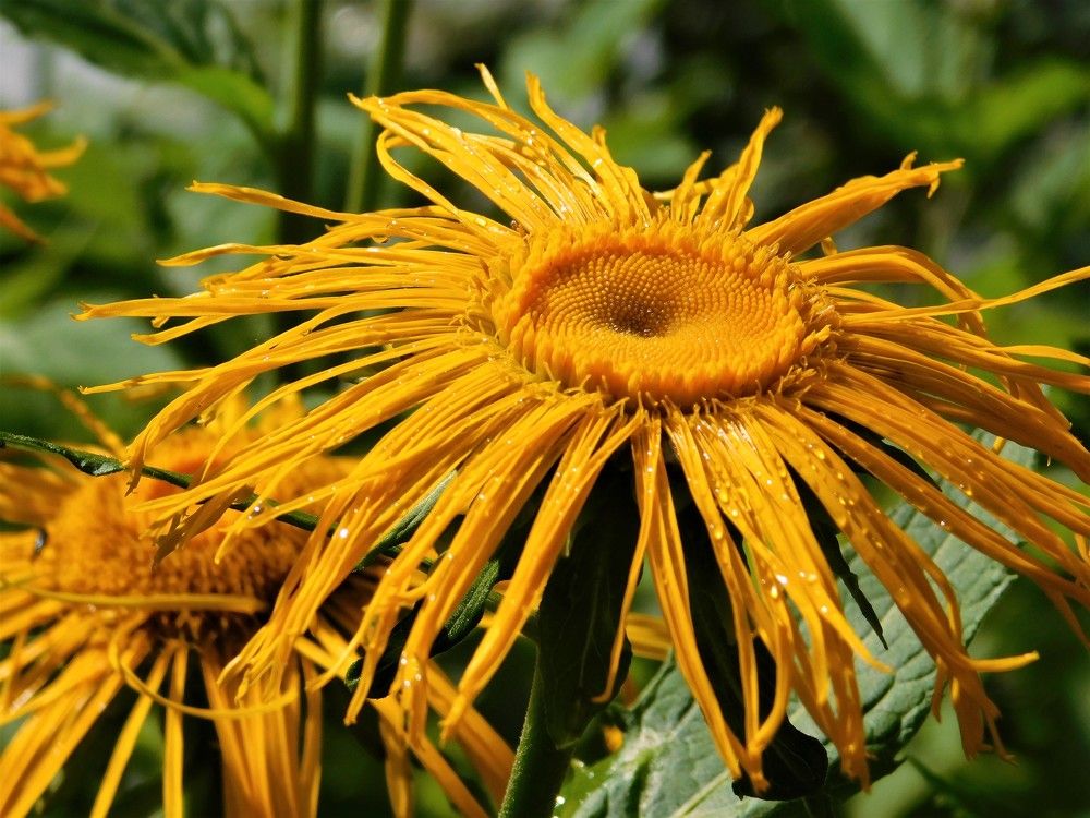 Photograph by Чкареули Светлана