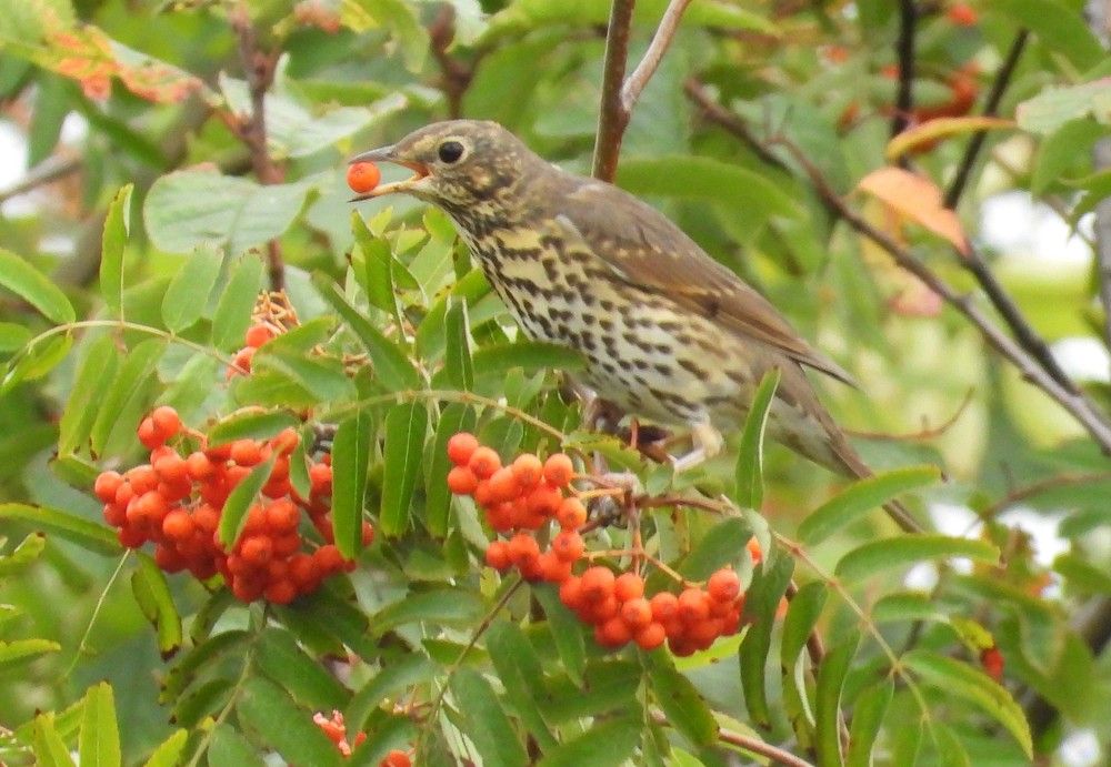 дрозд Рябинник, кушает свое любимое лакомство.
