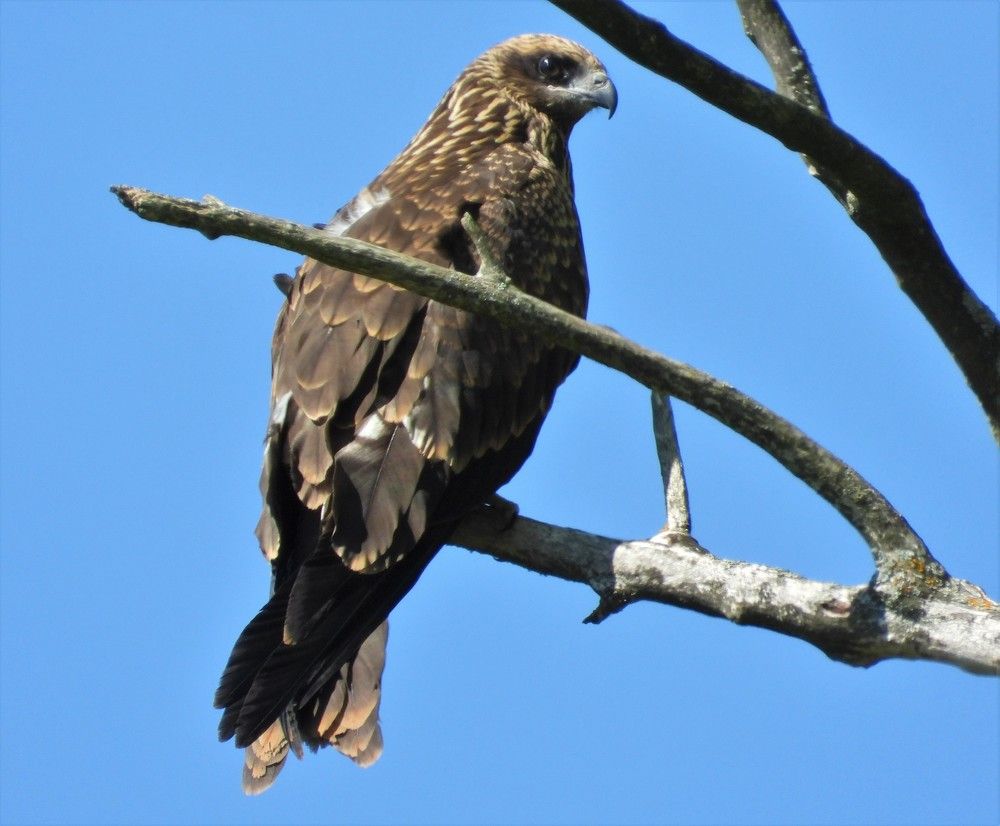 Чёрный коршун - Milvus migrans