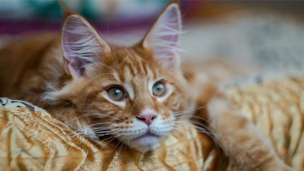 Photograph by Сушкевич Светлана