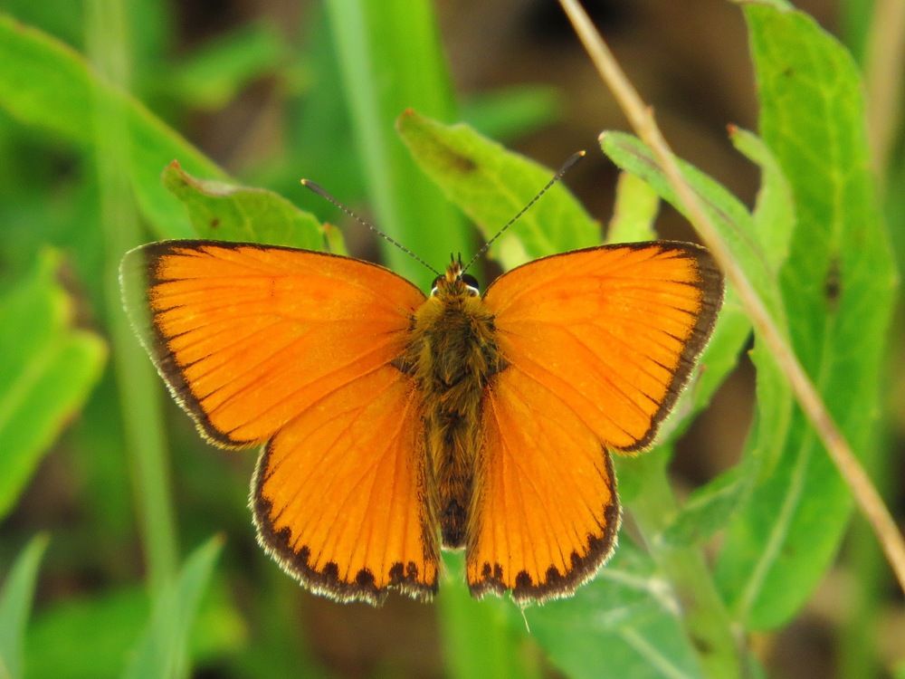 Огненный червонец