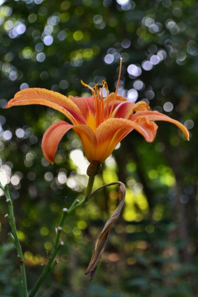 Photograph by Светлана Мазурова