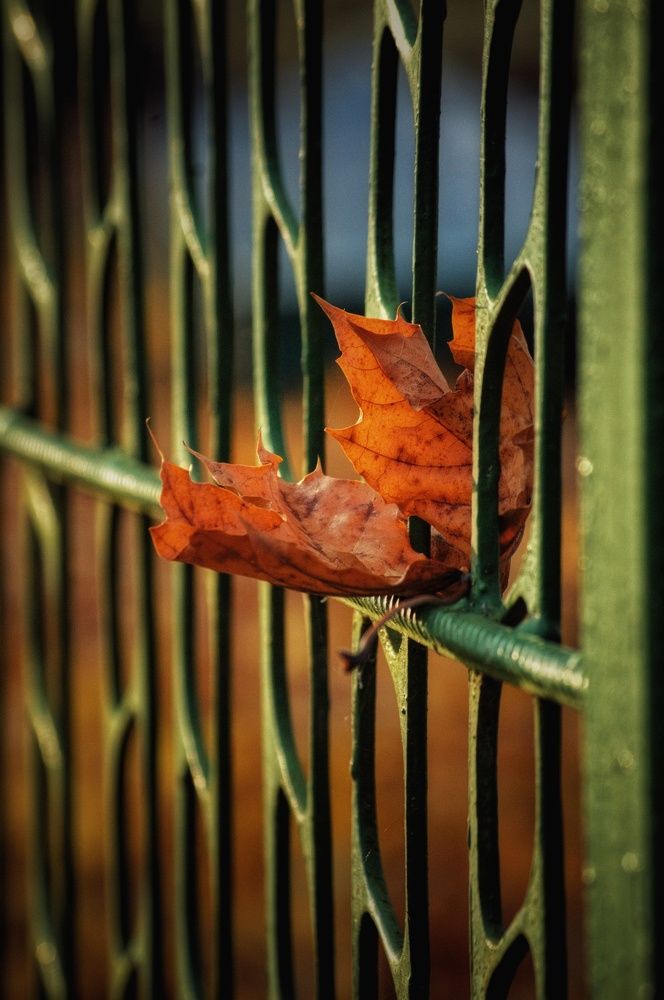 Photograph by Елена Кошелева