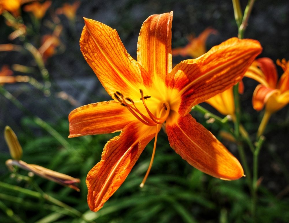 Photograph by Алла Никушкина