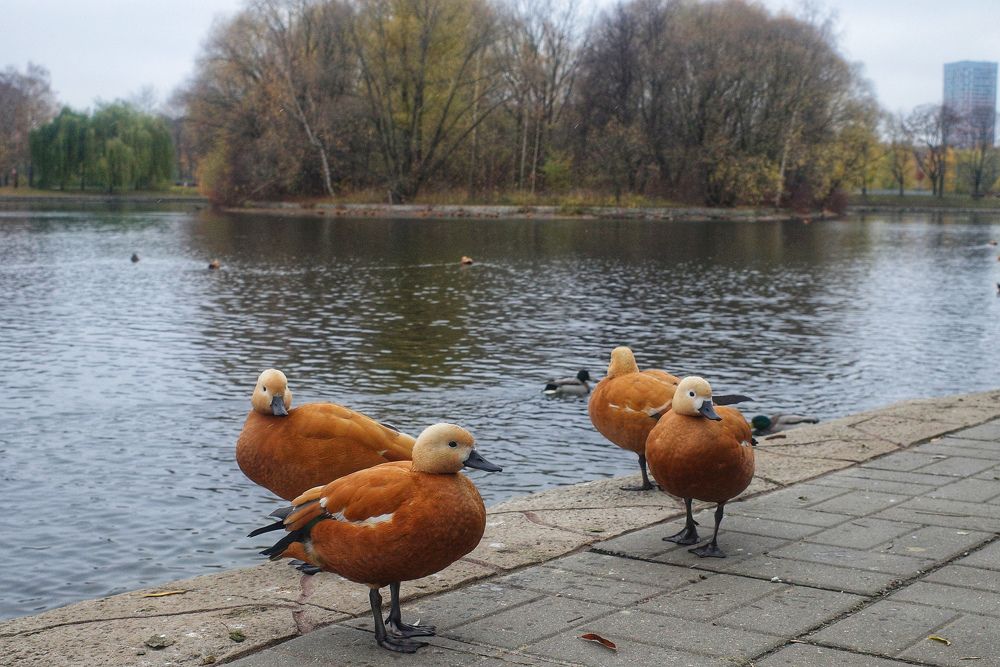 Photograph by Алла Никушкина