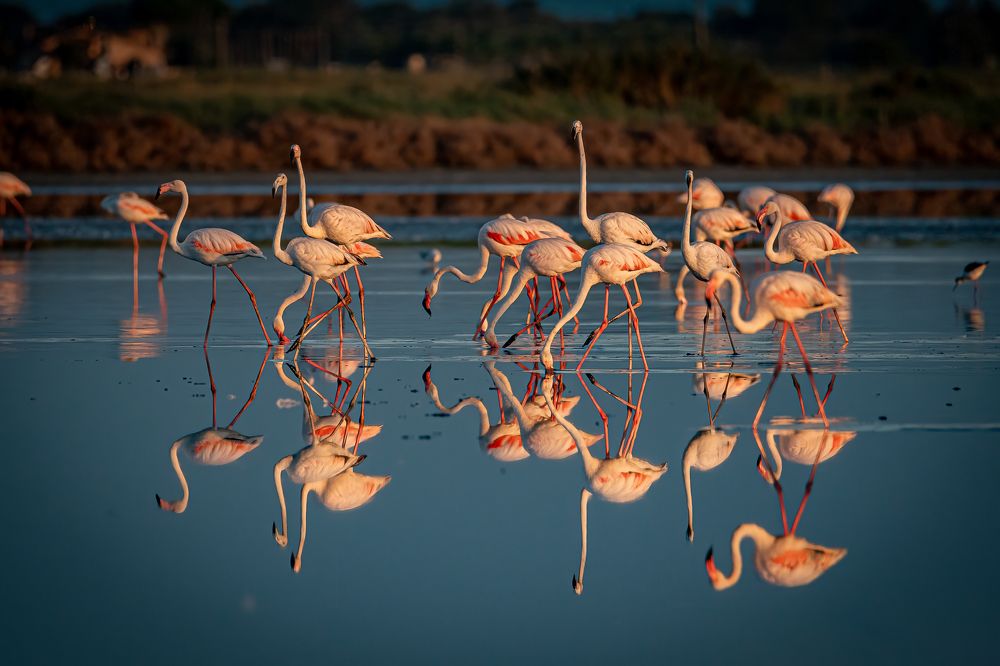 Photograph by Andrea Barlotti