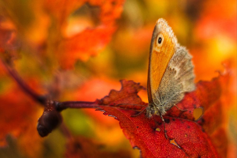 Photograph by Алла Никушкина