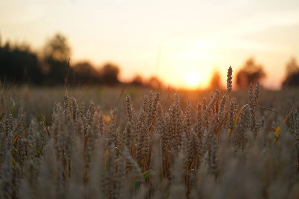 Photograph by Ирина Бардонова