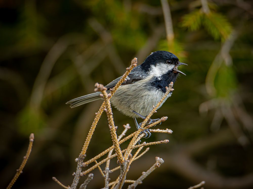 Photograph by Andrea Barlotti