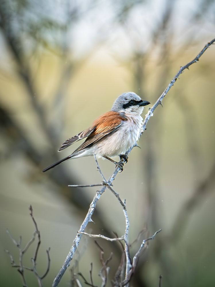 Photograph by Andrea Barlotti