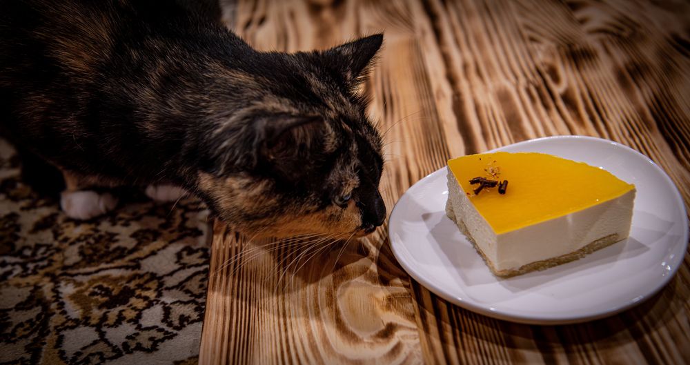 Фотография автора Екатерина Лапаева