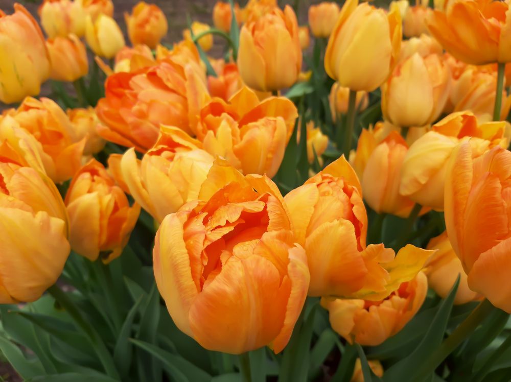 Фотография автора Светлана Дунаева