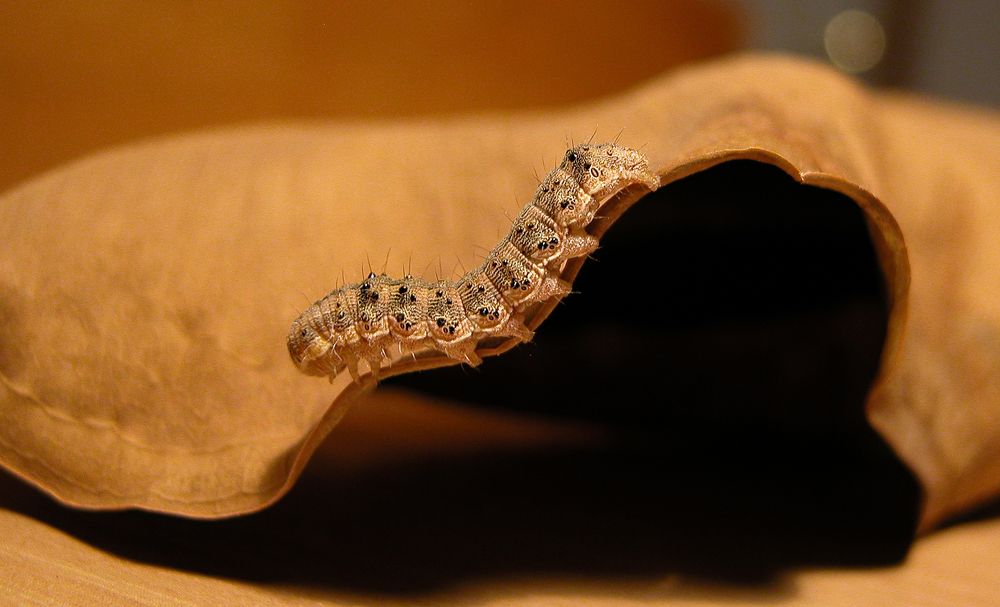 Я край листа, меня почти не видно!