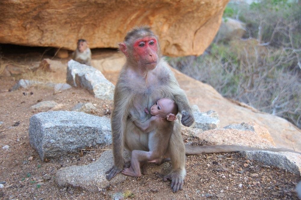 Обезьяна и ее детеныш