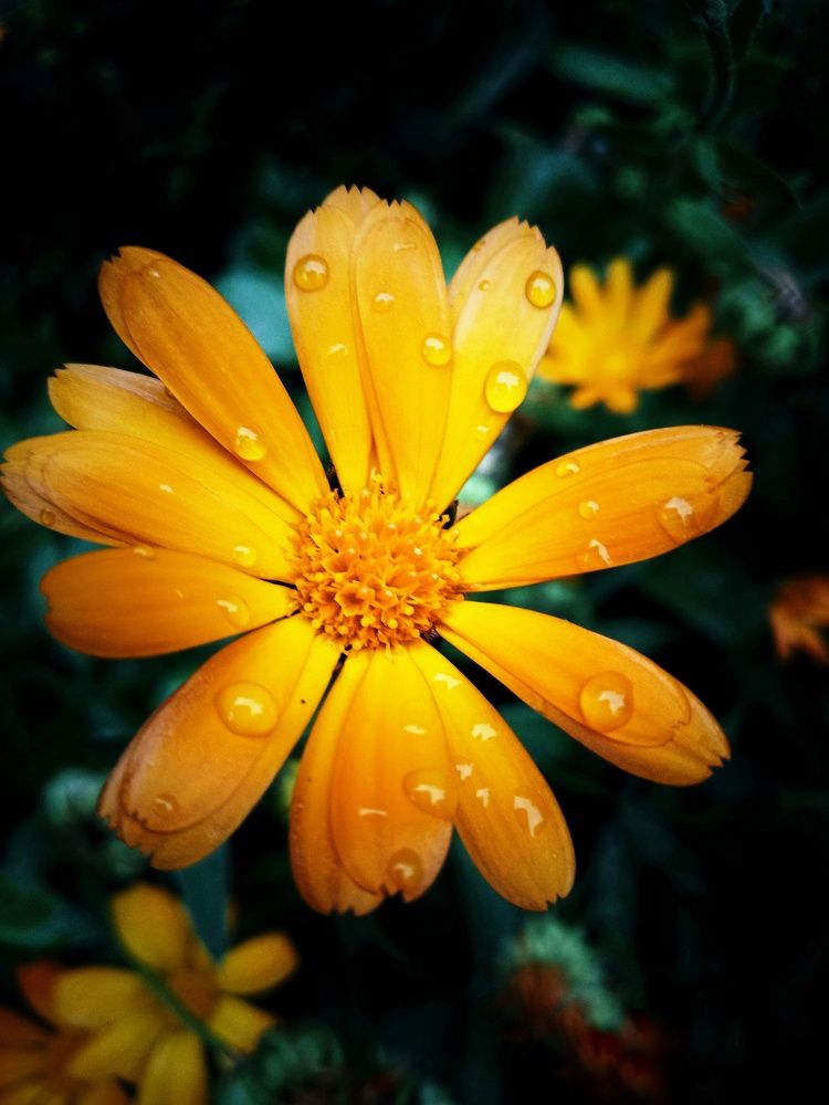 Photograph by Владимир Сушкин