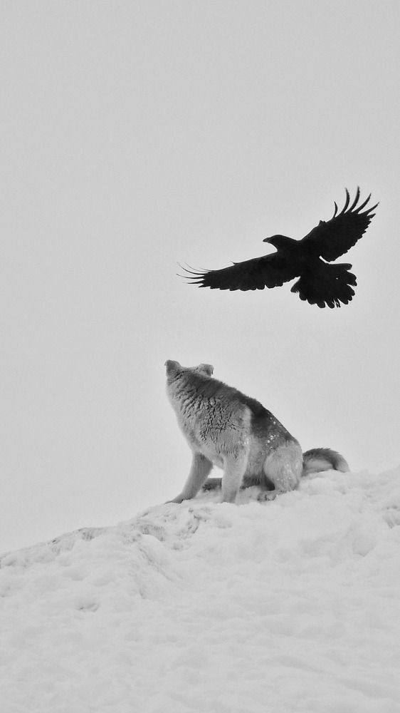 Чёрный ворон