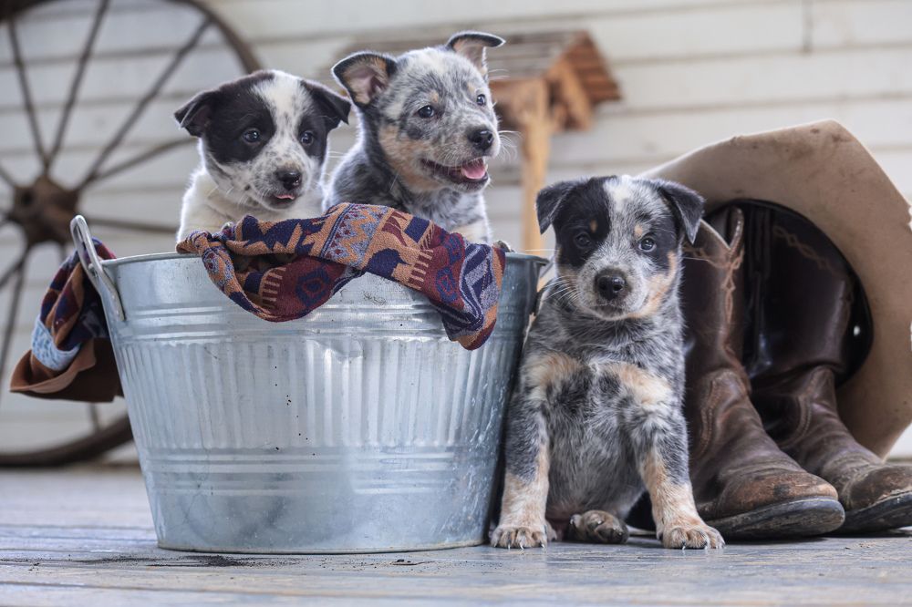 Photograph by Кристина Данилюк