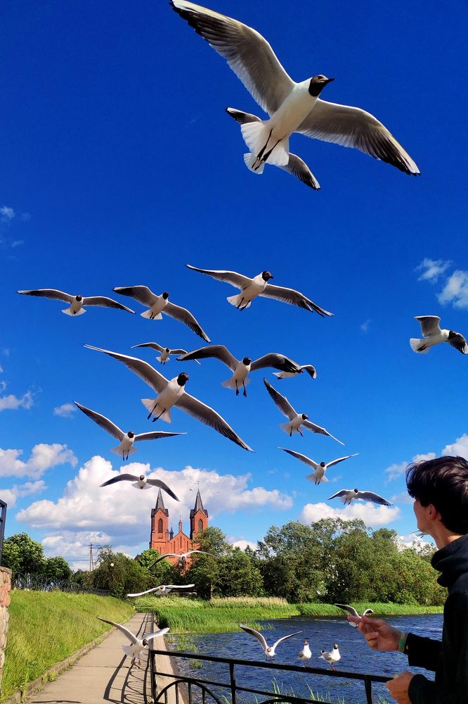 Миорские чайки