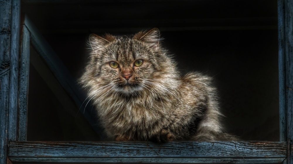 Эти глаза напротив