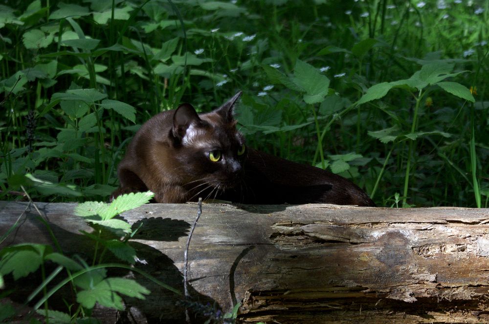 Фотография автора Надежда Лисицына