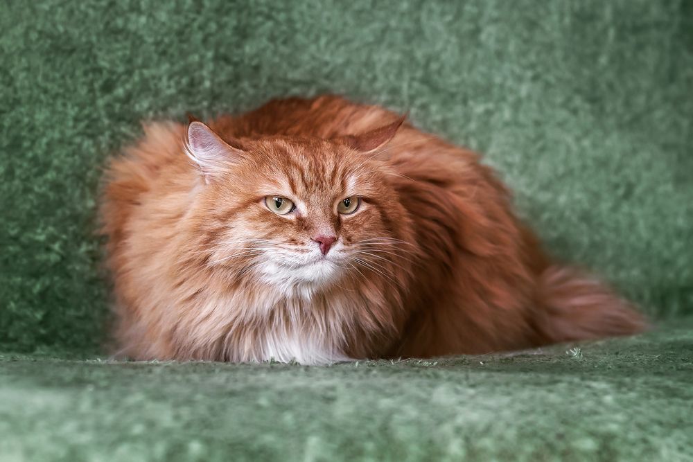 Photograph by Соколова Елена