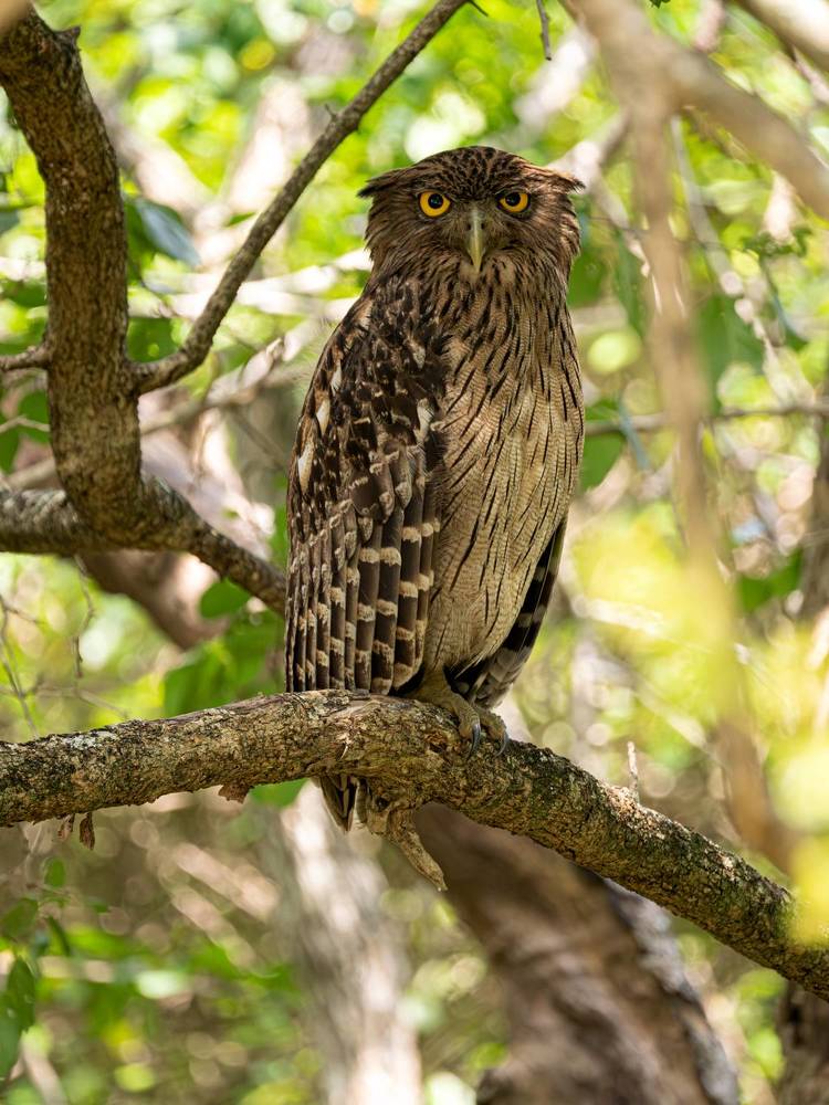 Kumana National Park, Sri Lanka