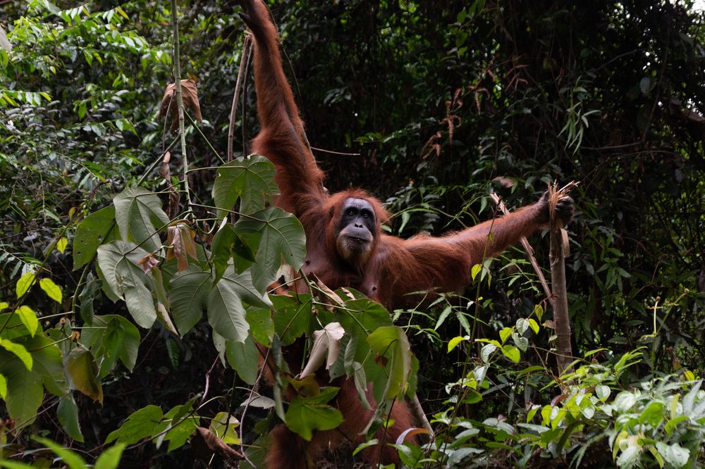 Ourangutan Sumatra