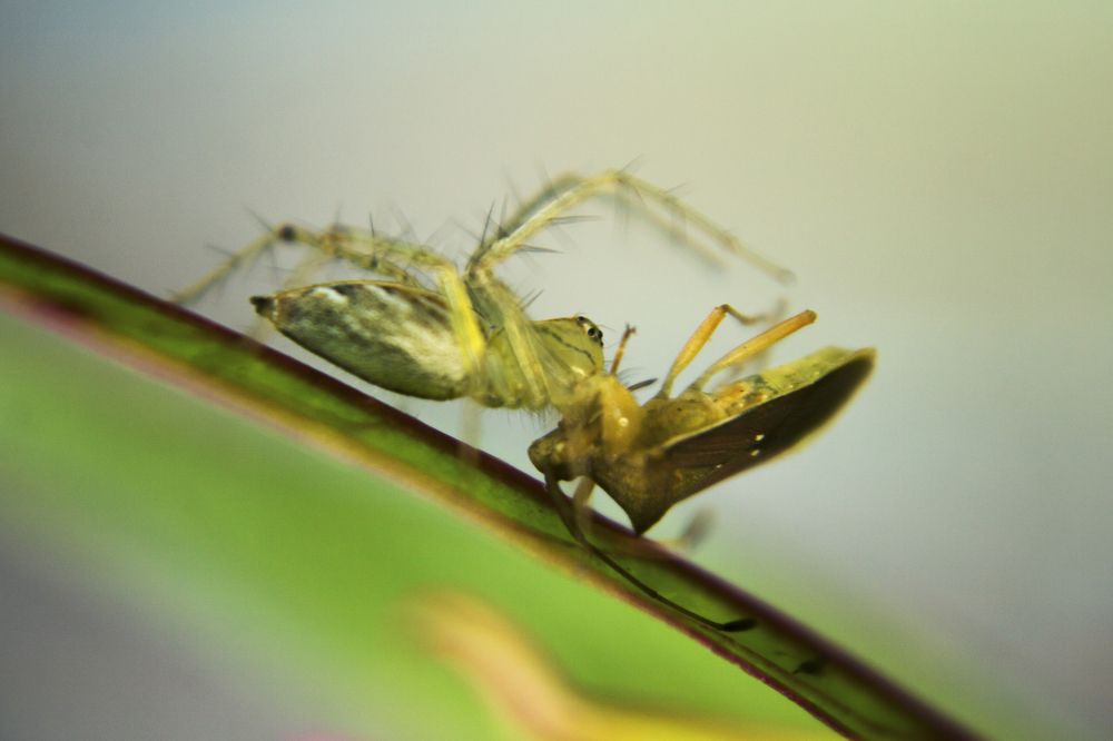 Photograph by Sayan Banerjee