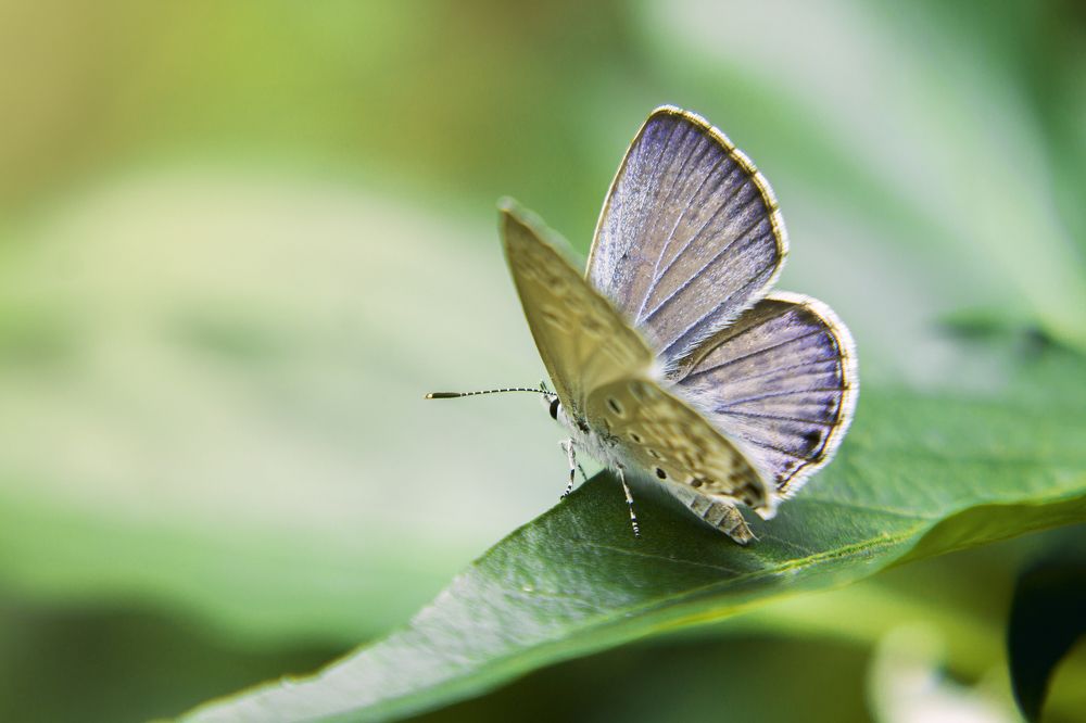 Photograph by Sayan Banerjee