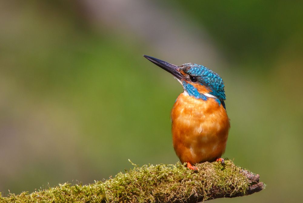 Photograph by Александр Чибиркин