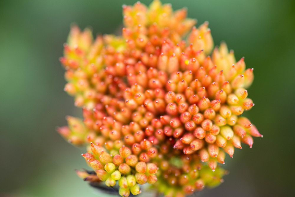 Фотография автора Ирина Гентош