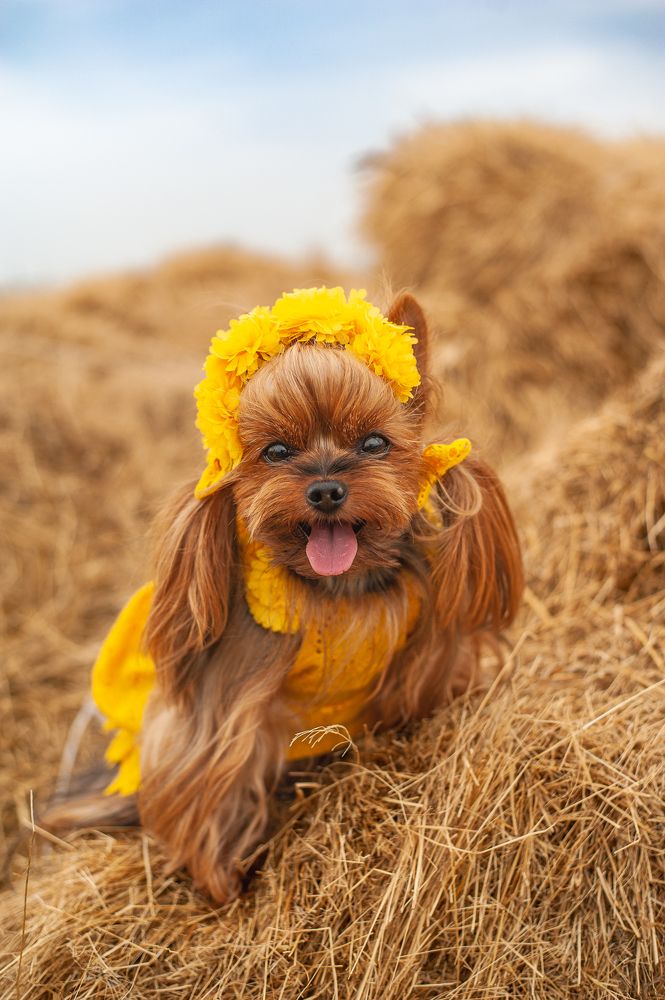 Фотография автора Елена Ефименко