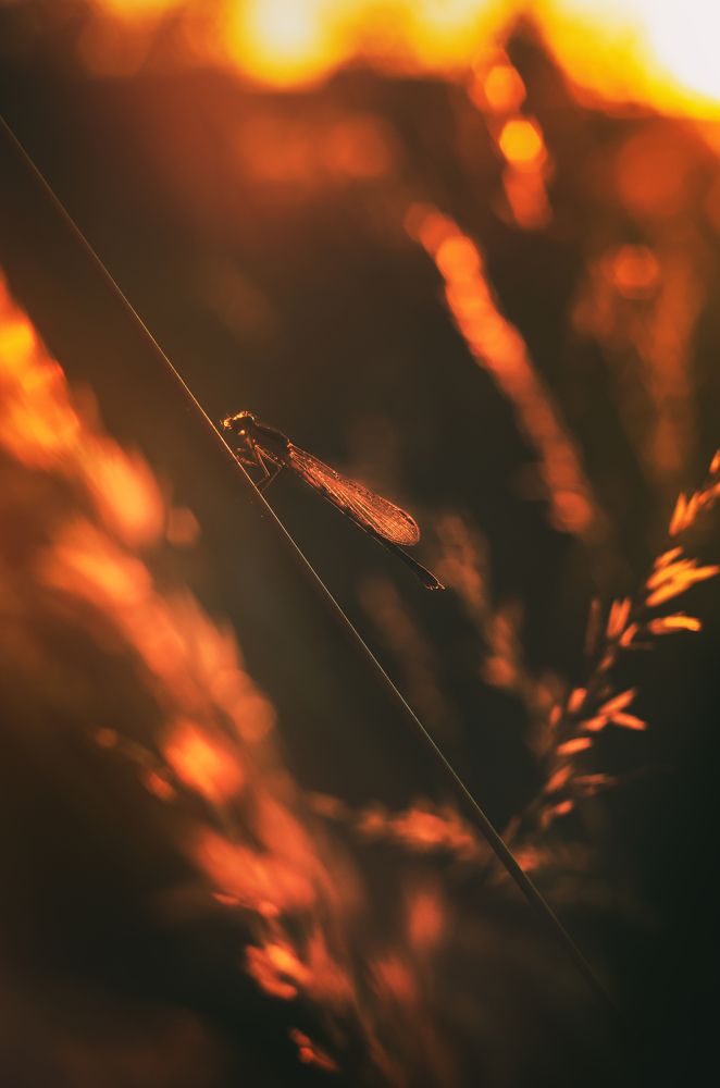 В закатном свете