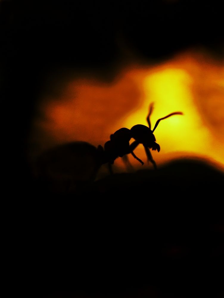 В лучах закатного солнца