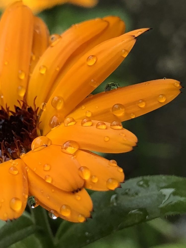 Photograph by Halina Mitsevich