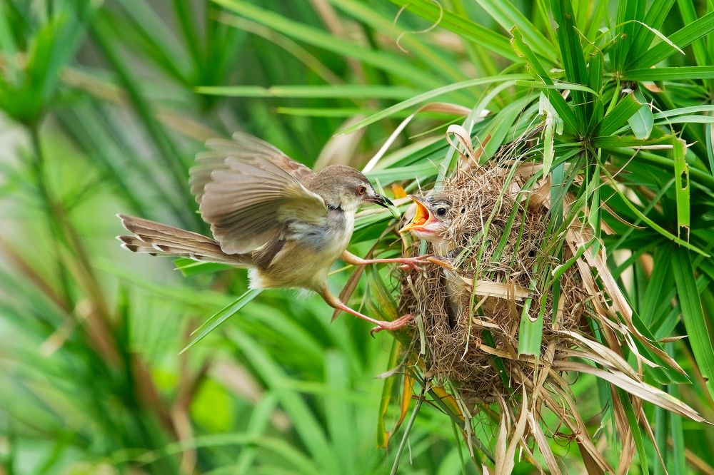 Фотография автора Pham Anh Vu