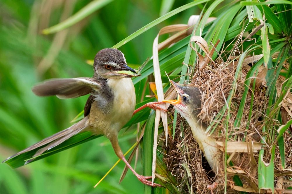 Фотография автора Pham Anh Vu