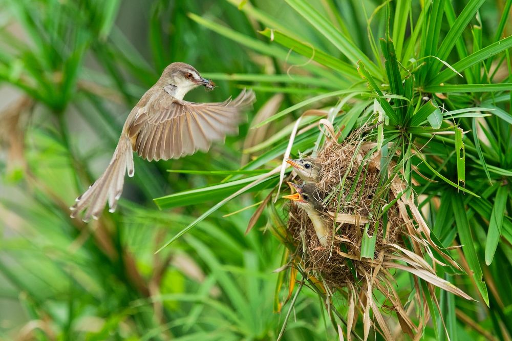 Фотография автора Pham Anh Vu