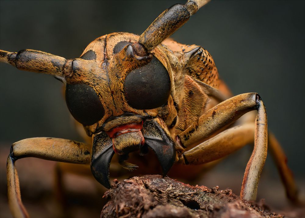 Photograph by Norman Celis